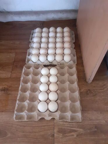 Продаю индюшинные яйца 40шт. по 100сом Есть куры несушки домашние