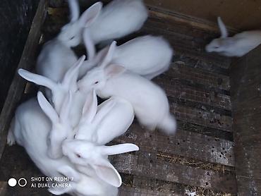 Dovşanlar: Ağ albinos dovşanlar – eyni yuvalamadan olan bir neçə baş. 8 ildir — 7