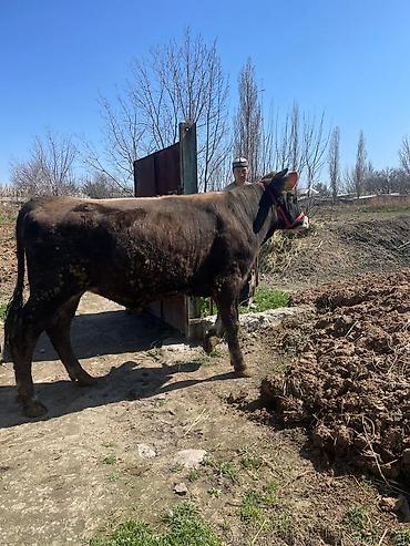Коровы, быки: Продаю | Бык (самец) | На откорм | Племенные at lalafo.kg — 5 Коровы, быки: Продаю | Бык (самец) | На откорм | Племенные — 5