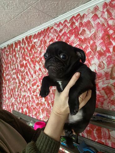 Продажа собак: Мопс, 5 месяцев, Самка, С родословной — 9
