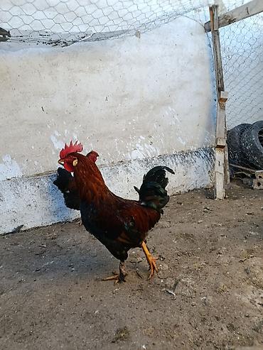 Куры, петухи: Продаю | Петух, Куры | Домашняя | На забой, Несушки, Для разведения — 7