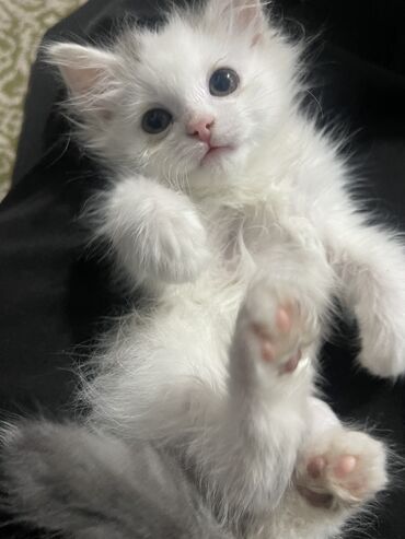 кошка пародистая: Ангорская, 1 месяц, Девочка, Белый, Приучена к лотку