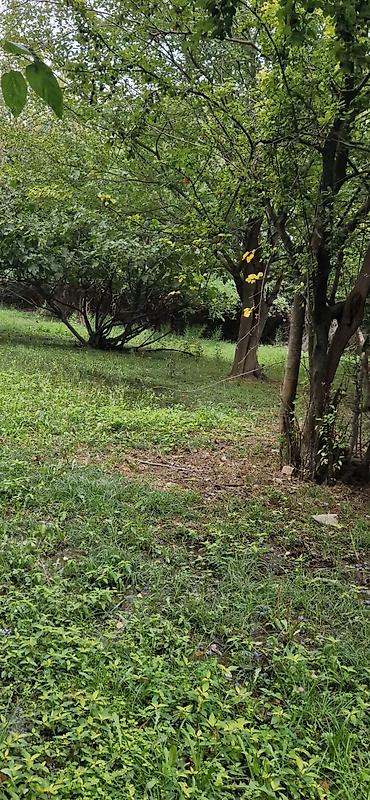 Torpaq sahələrinin satışı: 85 sot, Kənd təsərrüfatı, Mülkiyyətçi, Kupça (Çıxarış) — 8