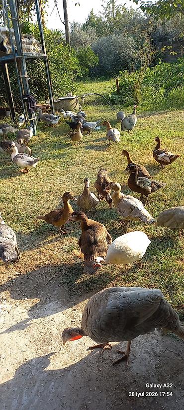 Toyuqlar: Toyuq, Damazlıq -da lalafo.az — 13 Toyuqlar: Toyuq, Damazlıq — 13