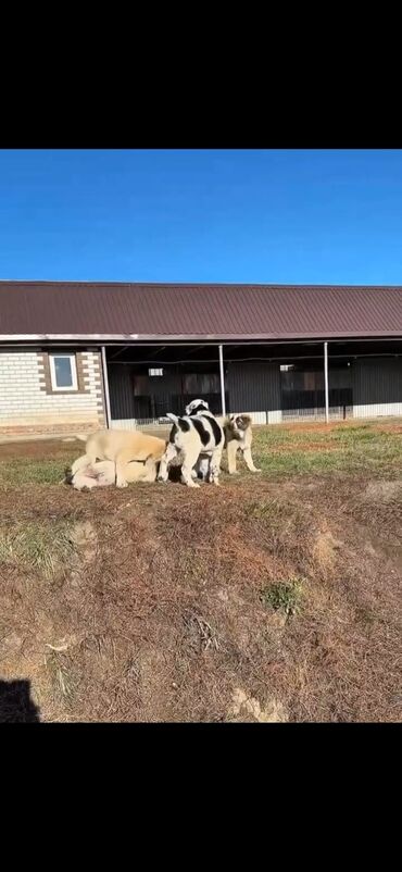 собаки в добрые руки бесплатно: Alabay