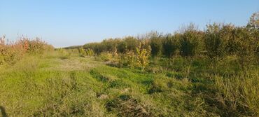 Ağaclar: Goranboy rayonu, Hazırəhmədli kəndində yerləşən 2 hektar meyvə bağı — 8