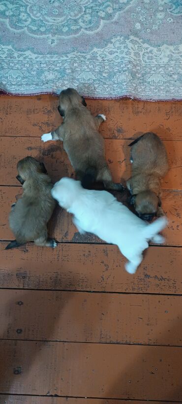 kucə iti: Pekines, 1 ay, Dişi, Ünvandan götürmə