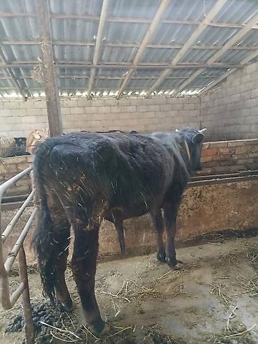 Коровы, быки: Продаю | Бык (самец) | На откорм | Привязанные — 7