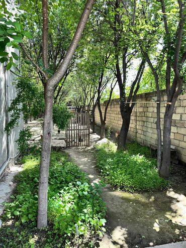 Torpaq sahələrinin satışı: 6 sot, Kənd təsərrüfatı, Mülkiyyətçi, Kupça (Çıxarış)