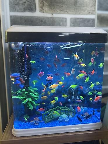 akvarium dekor: Rəngli dekorativ akvarium komplekti - Şəffaf ön-yan şüşəli, ağ-qara — 2