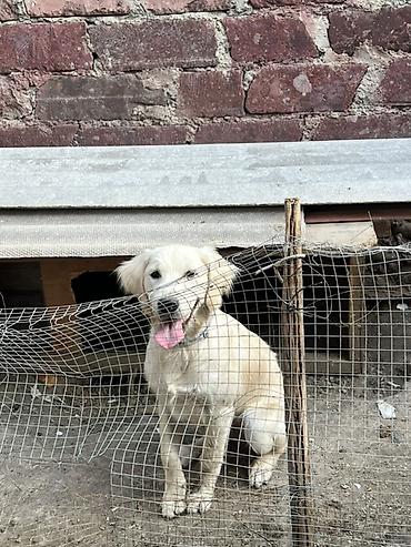 şirin it adları: Retriever, 6 ay, Dişi — 1