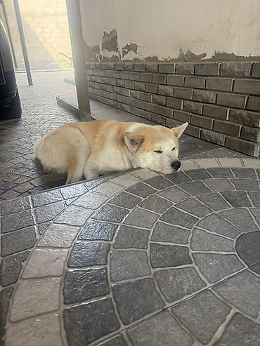 qurd basar iti: Akita-inu, 2 ay, Erkək — 4