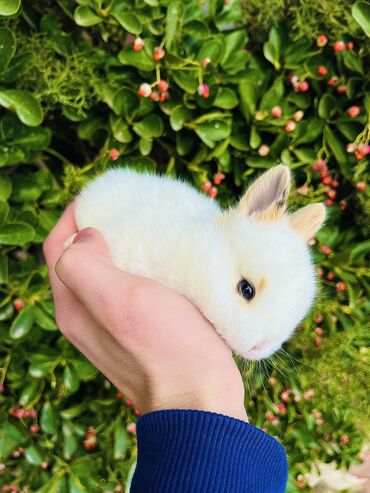 Dovşanlar: Salam🖐🏻.Her biri real dovşan şekilleridir öz heyetimde saxladığım — 11