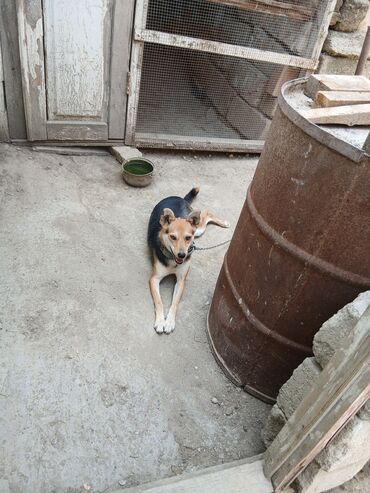 Balıqlar: Zvonok, 11 ay, Dişi