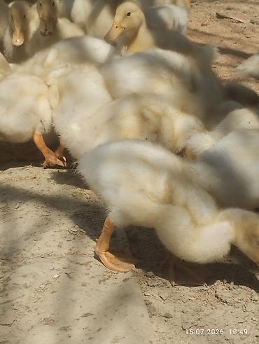 ördək balası və cücə: Ağ rəngli ördək balaları - Növ: yerli ağ ördək balaları (pekin tipinə — 5
