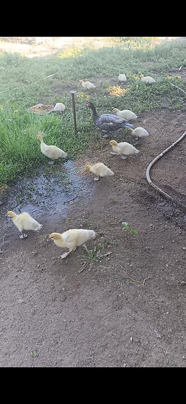 gence quşlar: Muscovy ördəkləri (indoutka) – bala və gənc yaş qrupunda. - Cins — 1