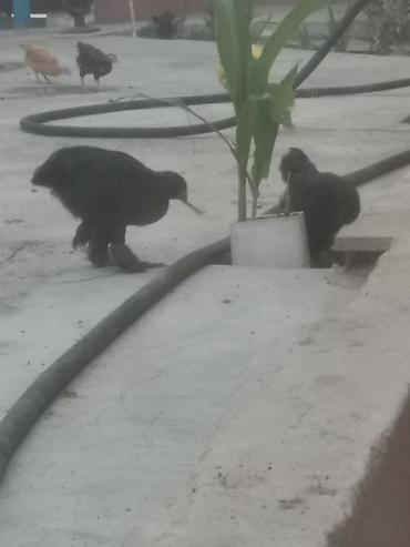 brama cuceler: Toyuq, Brama, Damazlıq — 1