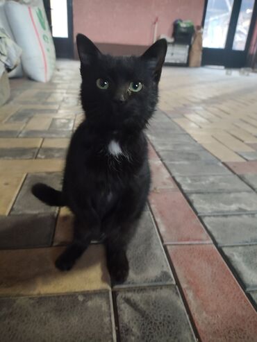 Отдам даром кошку: 6 месяцев, Мальчик, Метис — 8