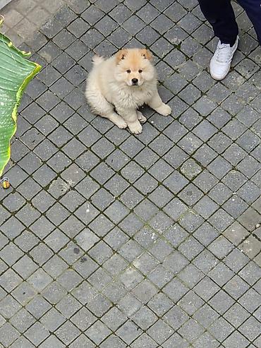 afcarka balası satışı: 🐶 SATILIR – ÇAU-ÇAU Erkək Çau-Çau balasıdır. 2 aylıqdır, rəngi ağdır — 3