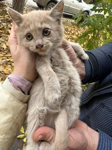 Отдам даром кошку: По просьбе ⬇️⬇️⬇️ В ДОБРЫЕ РУКИ! Котята спасены с улицы! Теперь