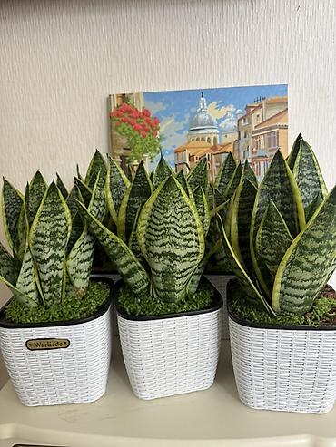 Бамбук: АКЦИЯ!!!Сансевиерия 850 сом!!! — 1