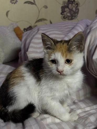 Отдам даром кошку: Кошка даром: Беспородная, 2 месяца, Девочка, Приучена к лотку — 5