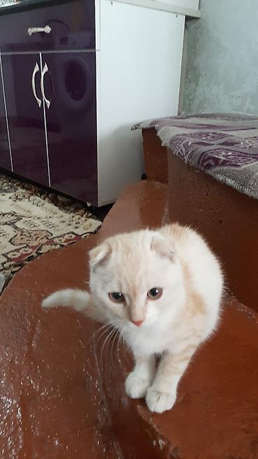 сколько стоит британская кошка: Шотландский вислоухий котёнок - Порода: шотландский фолд (вислоухий) — 1