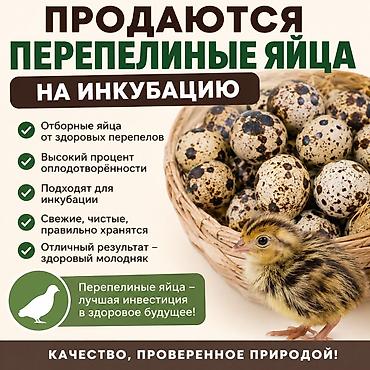 марожный смесь: Перепелиные яйца для инкубации - Отборные инкубационные яйца от — 1