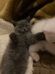 сфинкс кошка цена: Экзот, Самка, Платная доставка at lalafo.az сфинкс кошка цена: Экзот, Самка, Платная доставка