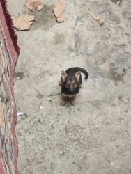 avçarka satışı: Alman çoban iti, 3 ay, Dişi, Ünvandan götürmə