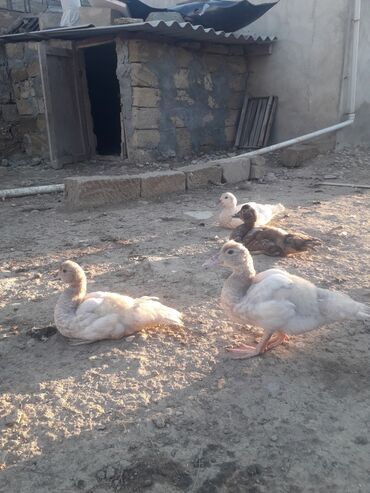 отдам в добрые руки собаку: Lavanda ve Macar balalari satilir.10 manata böyukler. Balacalar 5