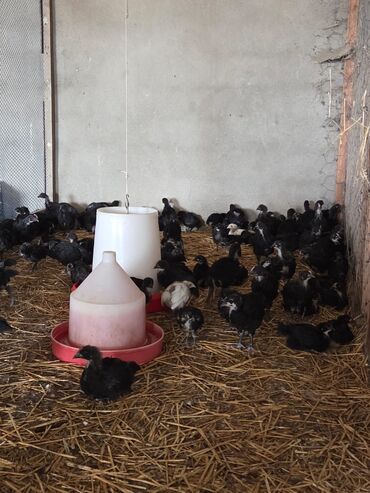 Ördəklər: Toyuq, Australorp, Damazlıq