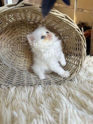 Pişiklər: Şotland yastı qulaq, Erkək, Dişi, Yaxşı əllərə, Ünvandan götürmə, Pulsuz çatdırılma, Ödənişli çatdırılma — 190