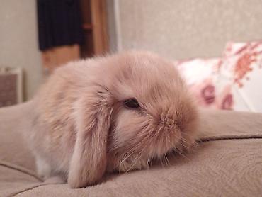 yonca piresi: Mini lop dovsan 1 ayliq peyvend olunub 20 Azn elave Ustunde orqanik — 4