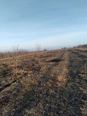 astarada torpaq: Kənd təsərrüfatı, Mülkiyyətçi, Kupça (Çıxarış)