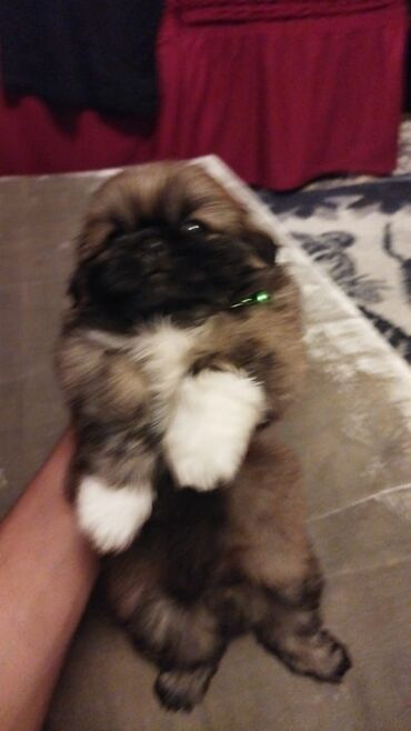 itlərin cütləşməsi: Pekines, 4 ay, Erkek, Peyvəndli, Ünvandan götürmə