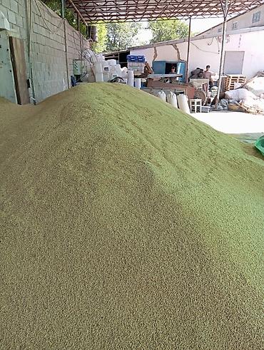 музо швиц: Арпа ячмень тазза дандуу.100тон перловка таза кандуу — 4
