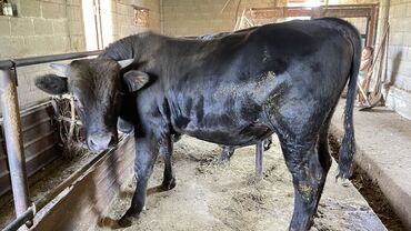 продаю музоо торпок корова самка бык самец айрширская ангус алатауская на забой для разведения на откорм племенные нетель привязанные: Сатам | Бука (эркек), Кунаажын | Ангус, Алатоолук, Абердин-ангус | Бордоп семиртүү үчүн, Союуга, Көбөйтүү үчүн