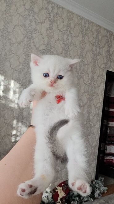 Pişiklər: Ağ balaca pişik balası – mavi gözlü, tükləri yumşaq və sıx. Üzündə və — 3