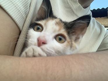 chi su: Кошка даром: Беспородная, 3 месяца, Девочка, Приучена к лотку — 3