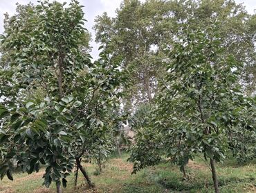 Bağ evlərinin satışı: Yerləşir:Göyçay rayonu Ərəb bələdiyyəsinin yanı trasın qrağı.25 sot -da lalafo.az — 8 Bağ evlərinin satışı: Yerləşir:Göyçay rayonu Ərəb bələdiyyəsinin yanı trasın qrağı.25 sot — 8