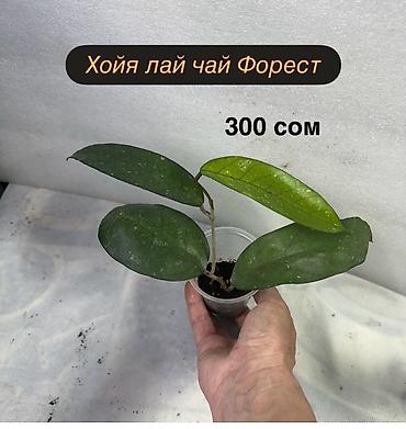 Хойи: Хойя (Hoya) Nui 400 сом( Hoya macrophylla от 250 сом Хойя — 24