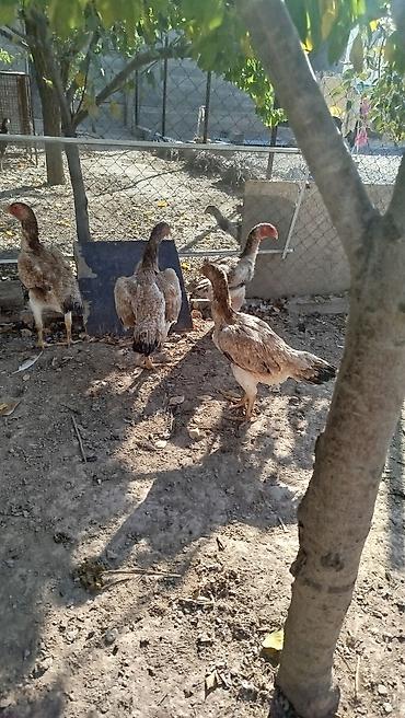 отдам кошку в добрые руки: Продаю | Куры | Дакан | Для разведения — 3