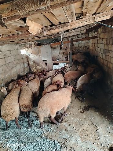 Qoyunlar, qoçlar: 27 baş qoyun satılır. - Say: 27 baş - Növ: yerli qarışıq ətlik/südlük — 10