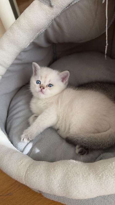 Кошки: Британская, Самка, Самец, В добрые руки, Самовывоз, Платная доставка — 5