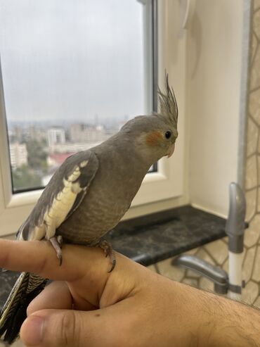 Tutuquşları: Erkək Korella papuqayı satılır Dekabrın 1-i doğulub Boz rəngi və — 4