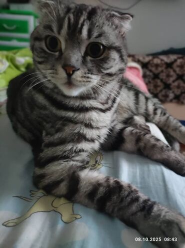 котик вислоухий купить: Порода: шотландская вислоухая (Scottish Fold). Окрас: серебристый