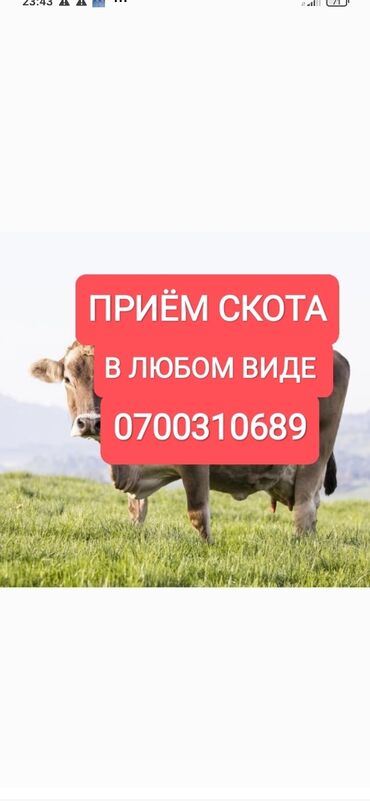 сколько стоит корова в кыргызстане 2023: Куплю | Коровы, быки, Лошади, кони | Круглосуточно, Любое состояние, Забитый