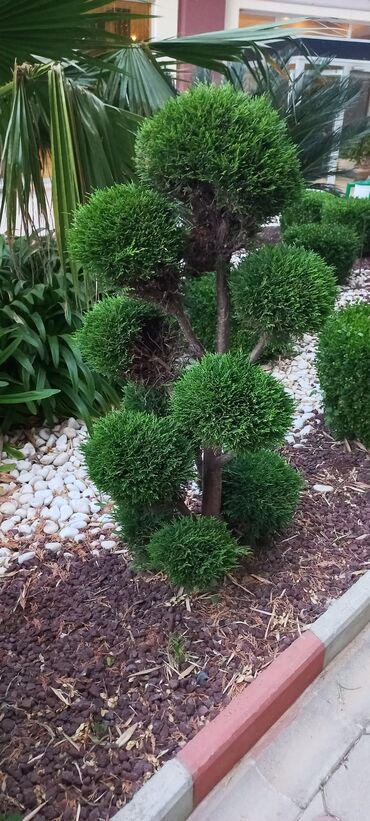 Tennis masaları: Tennis masaları — 9