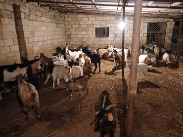 Inəklər, öküzlər: Qoyun-keçi təsərrüfatı üçün böyük sürü – keçilər - Növ: yerli cins